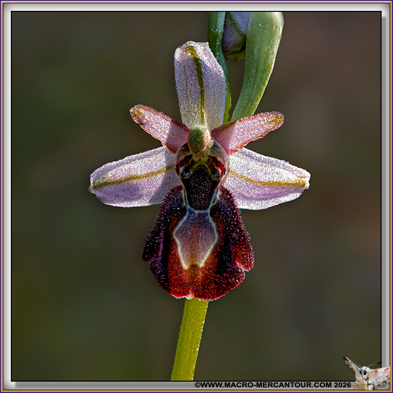 Ophrys arachnitiformis